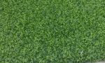 Cricket Pitch – Astro Turf Type